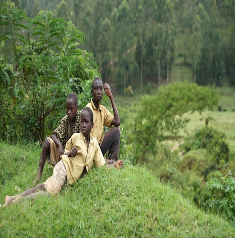 Afforestation in Nigeria